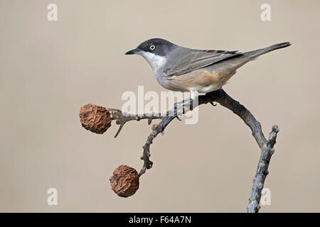 Westlichen Orphean Warbler - Sylvia Hortensis - männlich Stockfoto