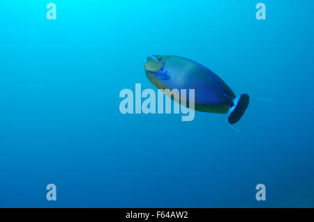 Indischer Ozean, Malediven. 27. Sep, 2015. Fisch längliche Unicornfish (Naso Lopezi) schweben in der Wassersäule, Indischer Ozean, Malediven. © Andrey Nekrassow/ZUMA Wire/ZUMAPRESS.com/Alamy Live-Nachrichten Stockfoto