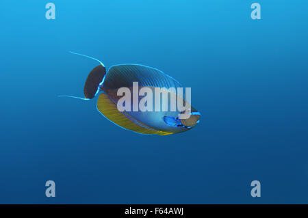 Indischer Ozean, Malediven. 27. Sep, 2015. Fisch längliche Unicornfish (Naso Lopezi) schweben in der Wassersäule, Indischer Ozean, Malediven. © Andrey Nekrassow/ZUMA Wire/ZUMAPRESS.com/Alamy Live-Nachrichten Stockfoto