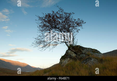 Isolierte Eberesche auf Glen Shiel Stockfoto