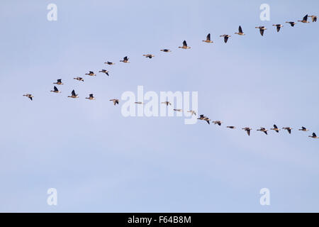 Pink-footed Goose - Anser brachyrhynchus Stockfoto