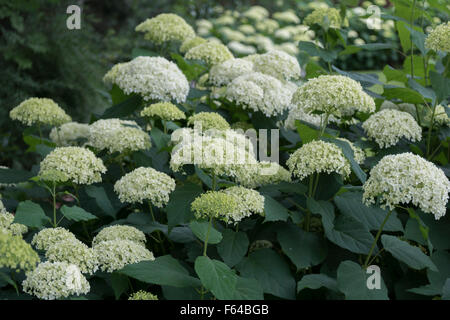 Hortensien-Grenze. Stockfoto
