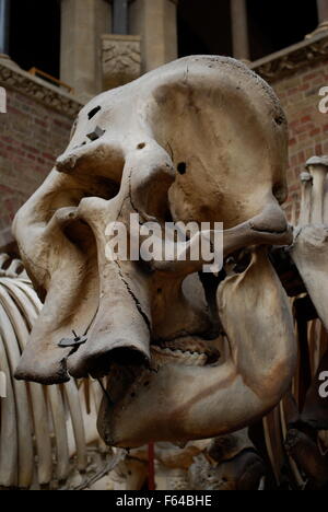 Elefant Schädel. Oxford University Museum of Natural History Stockfoto