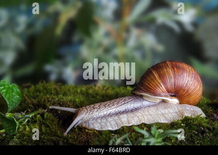 Schnecke in Sphagnum-Moos. Geringe Schärfentiefe, Fokus auf dem Kopf einer Schnecke Stockfoto