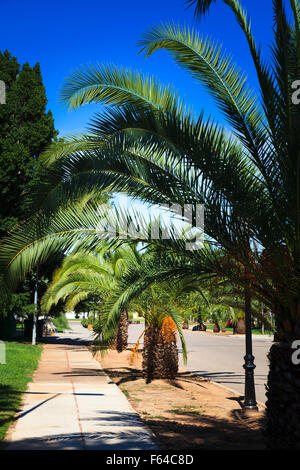 Pineapple Palm trees in the village of Tous in Valencia Community Spain Stockfoto