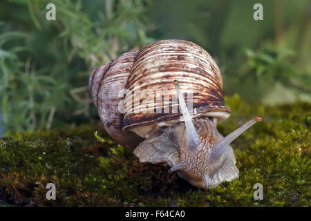 Schnecke in Sphagnum-Moos. Geringe Schärfentiefe, Fokus auf dem Kopf einer Schnecke Stockfoto