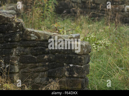 Die Ruinen und die Umgebung von JEEMS Hall, Tockholes, Lancashire. Stockfoto