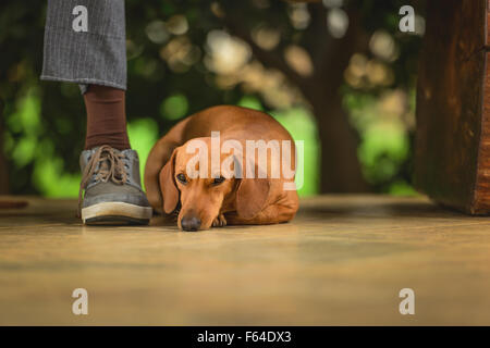 Paar Hunde unter dem Sitz, die Unternehmen an den Mann zu machen. Stockfoto