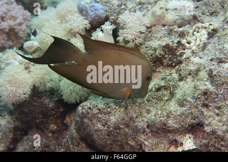 Gestreifte Bristeltooth, Ctenochaetus Striatus, Acanthuridae, Doktorfisch, Sharm el-Sheikh, Rotes Meer, Ägypten Stockfoto