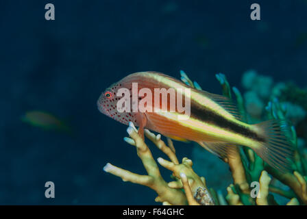 Blackside Hawkfish, Paracirrithes Forsneri, Cirrhitidae, Rotes Meer, Sharm el Sheikh, Rotes Meer, Ägypten Stockfoto
