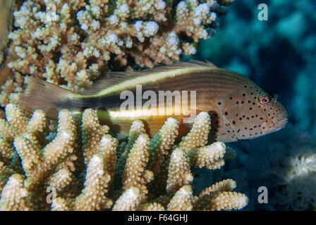 Blackside Hawkfish, Paracirrithes Forsneri, Cirrhitidae, Rotes Meer, Sharm el-Sheikh, Ägypten-r Stockfoto