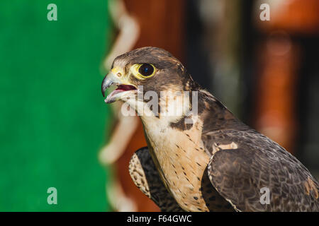 Detail der Wanderfalke in einem mittelalterlichen Jahrmarkt Stockfoto