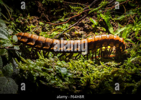 große Körper Wurm Tierwelt, wildes Leben Konvolut convolving Roll-up Rollen gerollt schwarz dunkel rote kriechen, krabbeln, Regenwald, Stockfoto