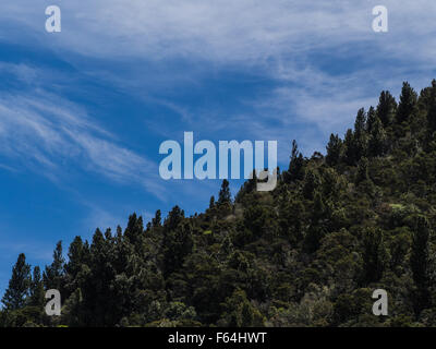 Regenerierende Urwald am steilen Hang mit bewaldeten Skyline und Streifen von Wolke am blauen Himmel. Stockfoto