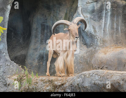 männliche Mähnenspringer Stand auf dem Felsen Stockfoto