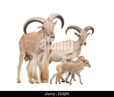 Mähnenspringer Familie isoliert auf weißem Hintergrund Stockfoto