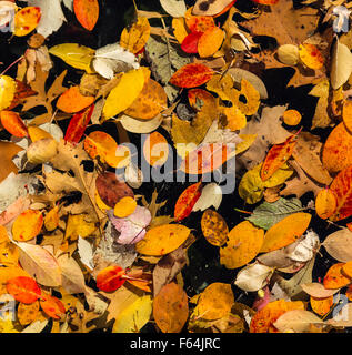 Zufallsmuster aus bunten Herbstblättern schwimmen in einer Lache des Wassers. Schwarzem Hintergrund Stockfoto