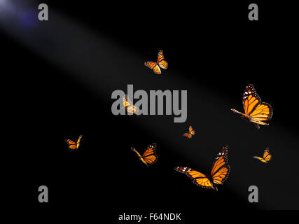 Gruppe der Schmetterlinge fliegen in Richtung Licht Stockfoto