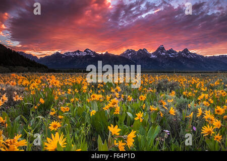 Bereich der Wildblumen in Wyoming des Grand Teton National Park unter einem feurigen Sonnenuntergang. Die Wildblumen sind Arrowleaf Balsamwurzel. Stockfoto