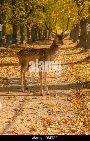 Nahaufnahme einer männlichen Damhirsch (Dama Dama) im Herbst einstellen, im Elswout Park, Overveen, Nordholland, Niederlande. Stockfoto