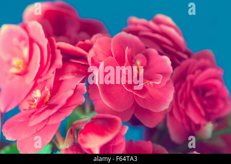 Begonie Blüte auf blauem Hintergrund Stockfoto