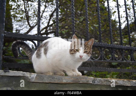 Starren Katze mit zusammengekniffenen Augen Stockfoto