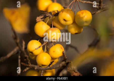 gelbe Holzäpfel Golden Hornet im herbstlichen Sonnenlicht Stockfoto