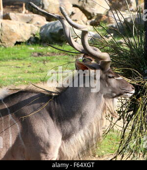 Ältere männliche South African große Kudu Antilope (Tragelaphus Strepsiceros) Fütterung im Blijdorp Zoo von Rotterdam, Niederlande Stockfoto