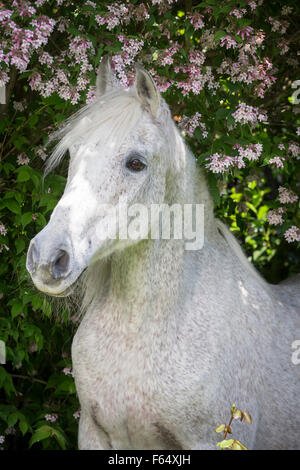 Arabische Pferd, Arabisches Pferd. Porträt von senior Grauen Hengst. Schweiz Stockfoto