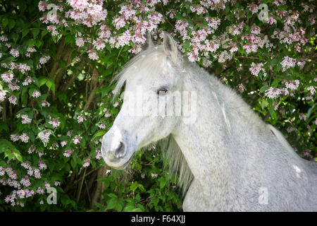 Arabische Pferd, Arabisches Pferd. Porträt von senior Grauen Hengst. Schweiz Stockfoto