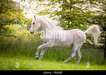 Arabische Pferd, Arabisches Pferd. Senior grauer Hengst im Galopp auf der Weide. Schweiz Stockfoto