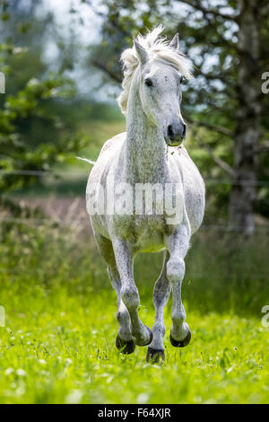 Arabische Pferd, Arabisches Pferd. Senior grauer Hengst im Galopp auf der Weide. Schweiz Stockfoto