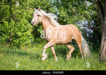 Connemara Pony. Palomino-Pferd im Trab auf einer Weide. Deutschland Stockfoto