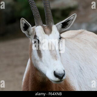 Sahara Krummsäbel Oryx oder Scimitar-horned Oryx (Oryx Dammah), Nahaufnahme des Kopfes Stockfoto