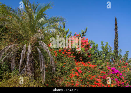 Dekorative Bougainvillea Blumen schmücken die Hügel in der Nähe von Meer von Galiläa, Israel, Nahost. Stockfoto
