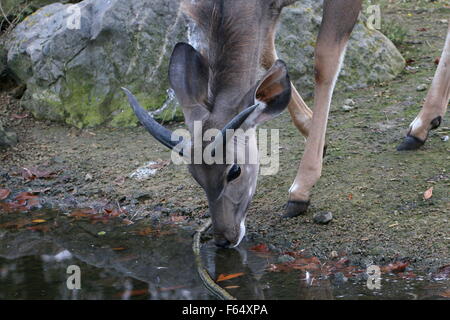 Junge männliche South African große Kudu Antilope (Tragelaphus Strepsiceros) Trinkwasser Stockfoto