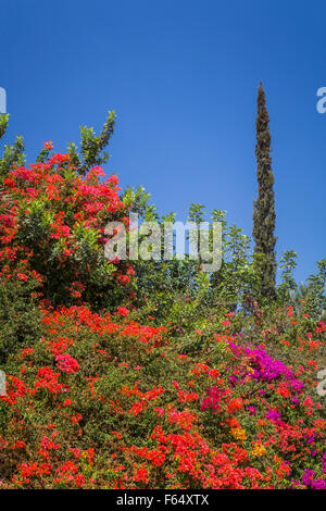 Dekorative Bougainvillea Blumen schmücken die Hügel in der Nähe von Meer von Galiläa, Israel, Nahost. Stockfoto