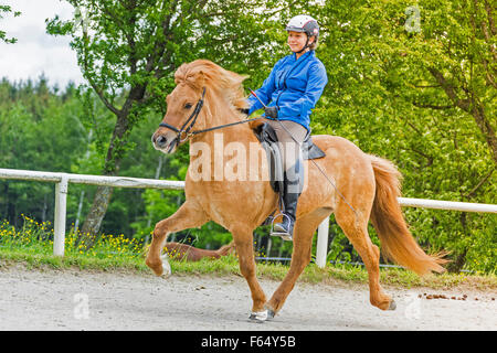 Islandpferd. Mädchen, die Durchführung der Tölt auf einem Reitplatz. Österreich Stockfoto