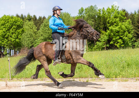 Islandpferd. Mädchen, die Durchführung der fliegende Tempo auf eine Stute auf einem Reitplatz. Österreich Stockfoto