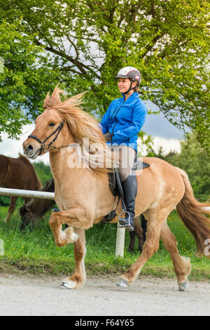 Islandpferd. Mädchen, die Durchführung der Tölt auf einen Wallach auf einem Reitplatz. Österreich Stockfoto