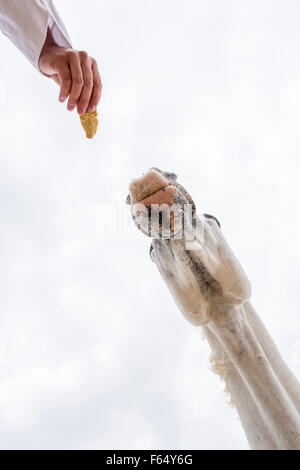 Tiger Horse. Kochen Sie mit grauen Erwachsenen eine hausgemachte Leckerbissen. Deutschland Stockfoto