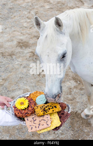 Tiger Horse. Kochen Sie, graue Erwachsene hausgemachte Leckereien serviert. Deutschland Stockfoto