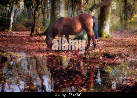 New Forest, Brockenhurst, Hampshire, England, Vereinigtes Königreich Stockfoto