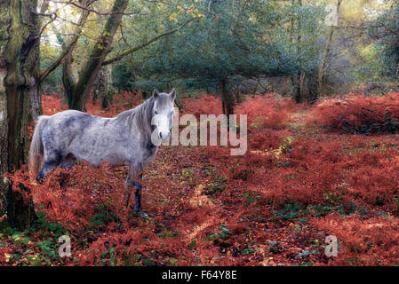 New Forest, Brockenhurst, Hampshire, England, Vereinigtes Königreich Stockfoto