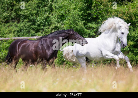 Rein spanische Pferd, andalusischen. Schwarzer Hengst droht weißen Hengst auf der Weide. Schweiz Stockfoto