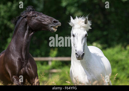 Rein spanische Pferd, andalusischen. Schwarzer Hengst droht weißen Hengst auf der Weide. Schweiz Stockfoto