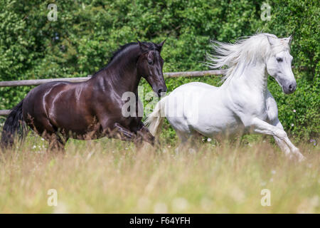 Rein spanische Pferd, andalusischen. Black And White Hengst im Galopp auf der Weide. Schweiz Stockfoto