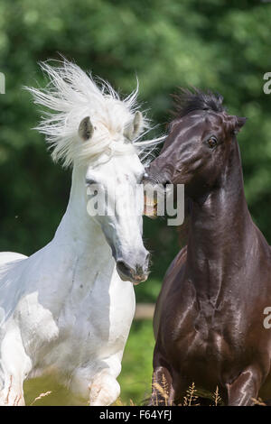 Rein spanische Pferd, andalusischen. Schwarzer Hengst beißen weißen Hengst auf der Weide. Schweiz Stockfoto