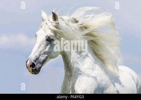 Rein spanische Pferd, andalusischen. Porträt von grauer Hengst mit fließenden Mähne. Deutschland Stockfoto