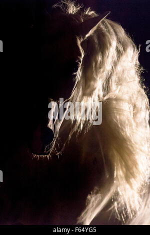 Rein spanische Pferd, andalusischen. Portrait des Hengstes bei Gegenlicht, vor einem schwarzen Hintergrund zu sehen. Deutschland Stockfoto